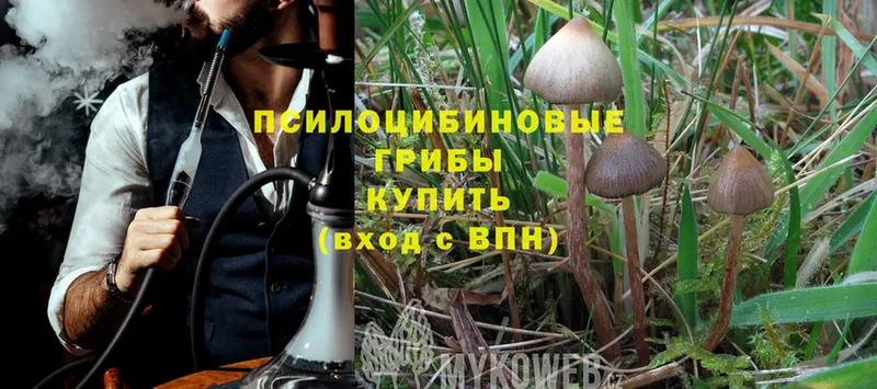 Псилоцибиновые грибы Psilocybe  наркошоп  Краснокаменск 